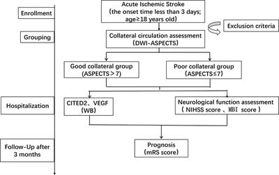 VEGF to CITED2 ratio predicts the collateral circulation of acute ischemic stroke